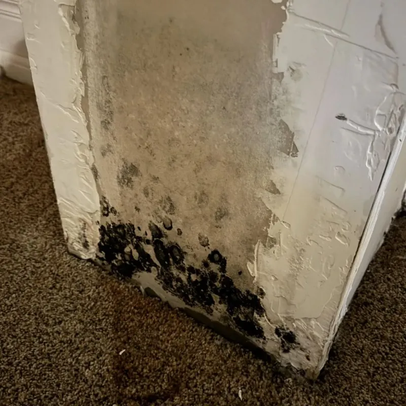 Professional Mold Removal in Palm Beach County, FL